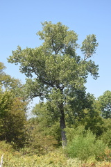 Populus deltoides deltoides
