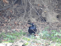 Cairina moschata