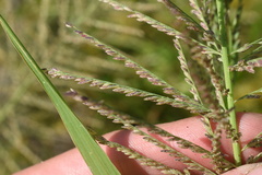 Leptochloa panicoides