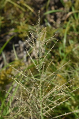Leptochloa panicoides