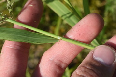 Leptochloa panicoides