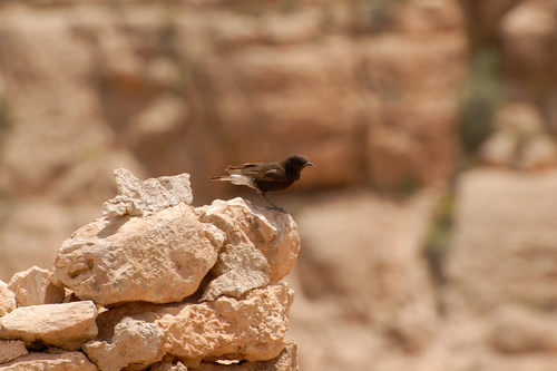 Black Wheatear