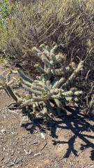 Cylindropuntia prolifera