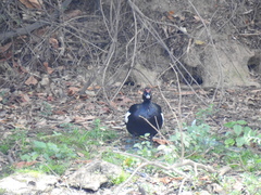 Cairina moschata