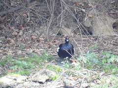 Cairina moschata
