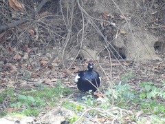 Cairina moschata