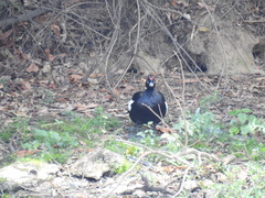 Cairina moschata