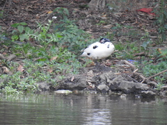 Cairina moschata domestica