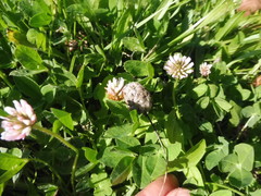 Trifolium fragiferum