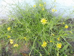 Senecio inaequidens