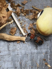 Collops quadrimaculatus