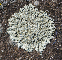 Xanthoparmelia plittii