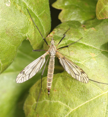Tipula varipennis