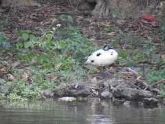 Cairina moschata domestica