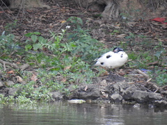 Cairina moschata domestica
