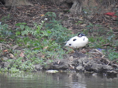 Cairina moschata domestica