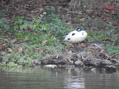 Cairina moschata domestica