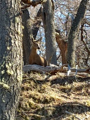 Hippocamelus bisulcus