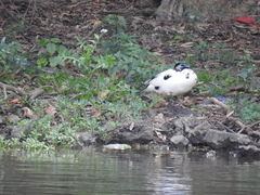 Cairina moschata domestica