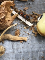 Collops quadrimaculatus