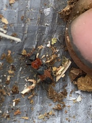 Collops quadrimaculatus