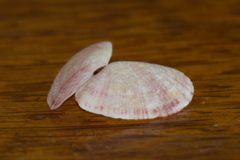Tellinidae