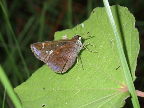 Clouded Skipper, Sarasota, Florida, United States, photo 2 of 10