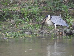 Ardea cocoi