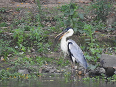 Ardea cocoi