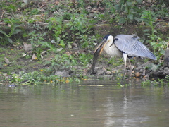 Ardea cocoi