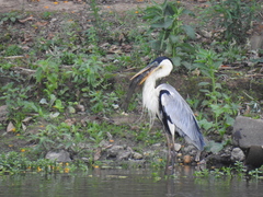 Ardea cocoi