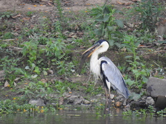 Ardea cocoi