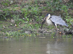 Ardea cocoi