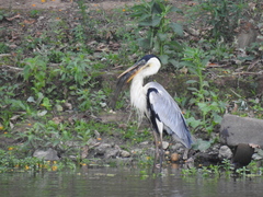 Ardea cocoi