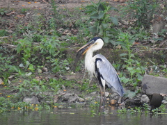 Ardea cocoi