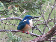 Alcedo semitorquata