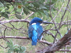 Alcedo semitorquata