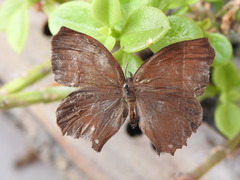 Pindis squamistriga