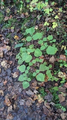Rubus phoenicolasius