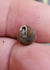 Euchemotrema