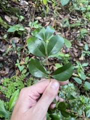 Eugenia biflora