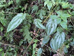 Dioscorea pilosiuscula