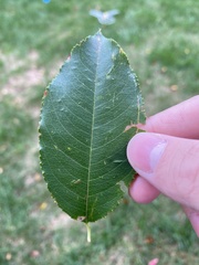 Magnoliopsida