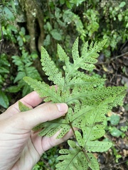 Tectaria estremerana