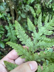 Tectaria estremerana