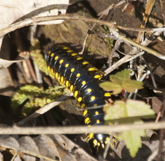 Apheloriini