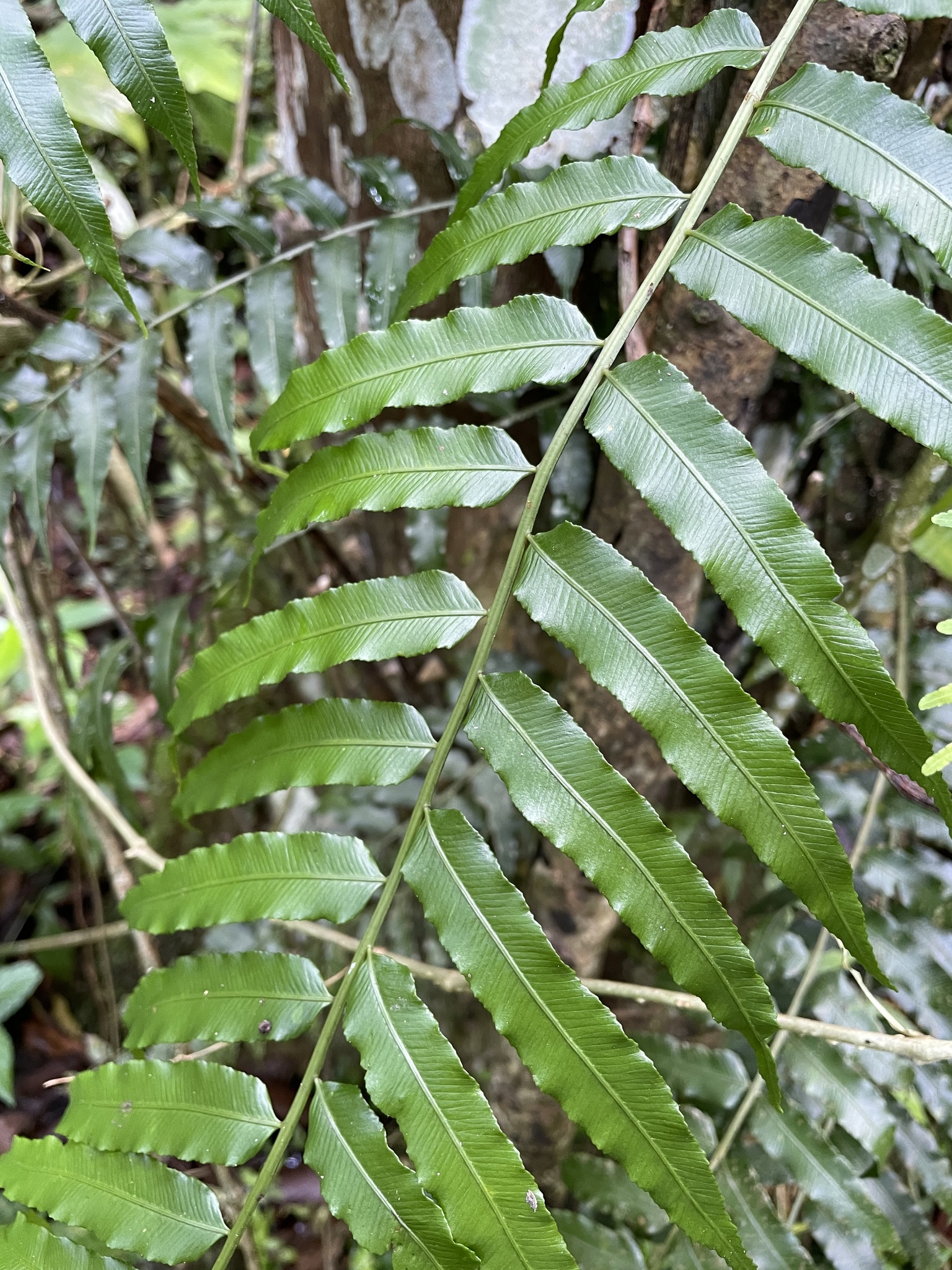 Lomariopsis sorbifolia