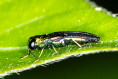 Agrilaxia flavimana