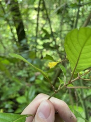 Hamelia axillaris