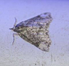 Tamba conscripta